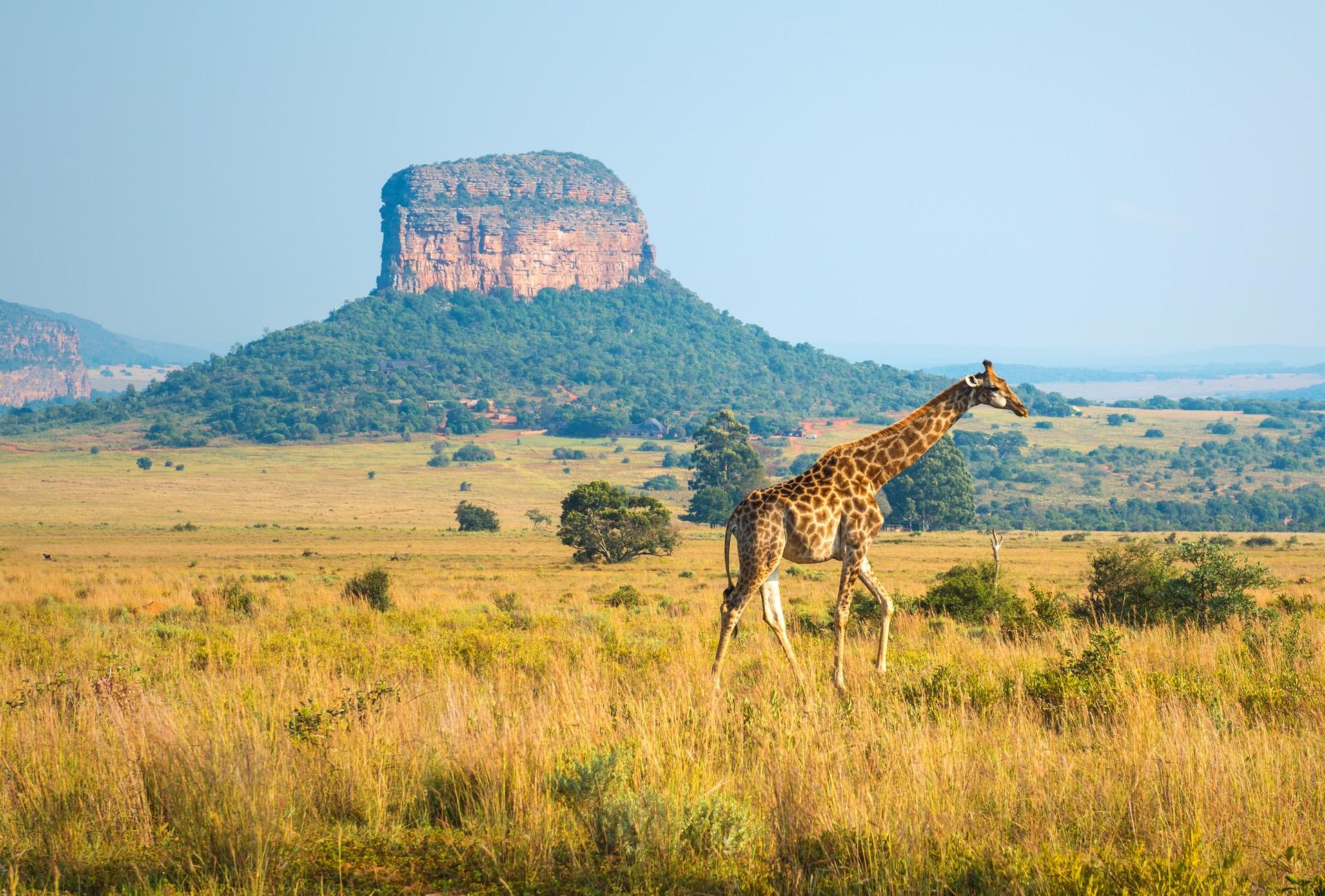 Wildlife in Kruger with nice weather and blue sky