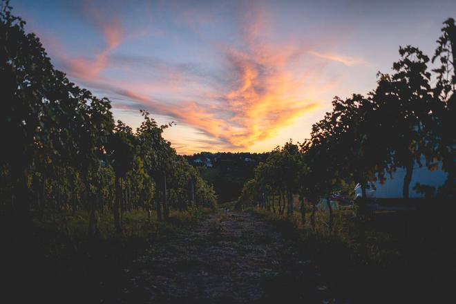 View of a vineyard and a small village in the background in Austria