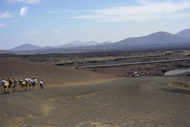 Timanfaya NP, Lanzarote: camels.