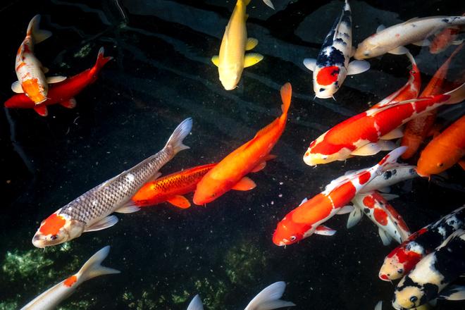 Colourful koi carps in Japan.