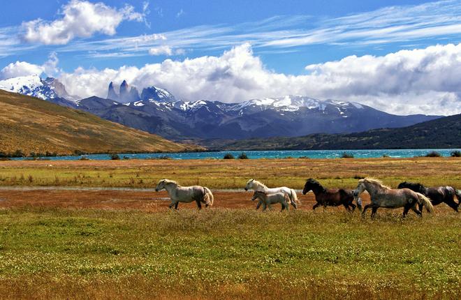 Torres de Paine reserve in Chille with running horses.