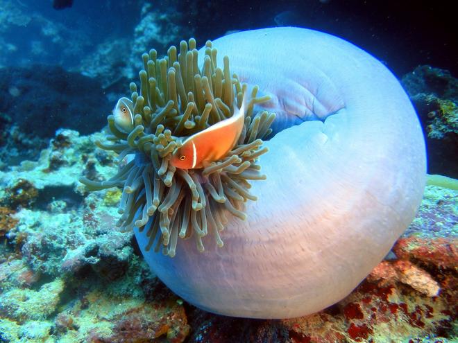 Philippines snorkelling clown fish. 