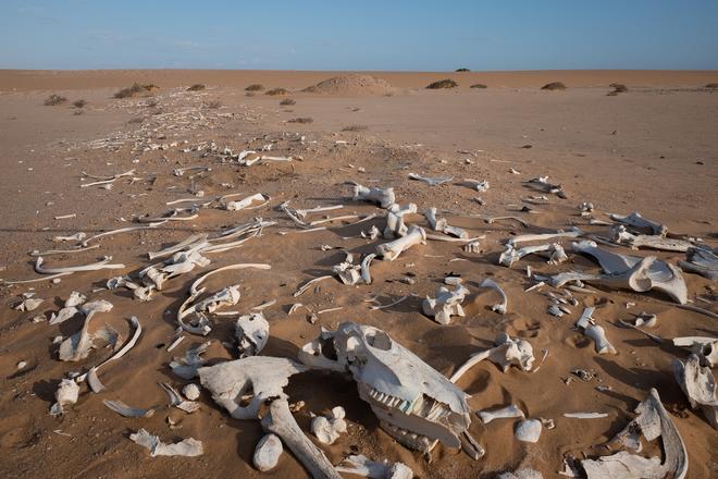 Bones and skeletons in the desert in Namibia.
