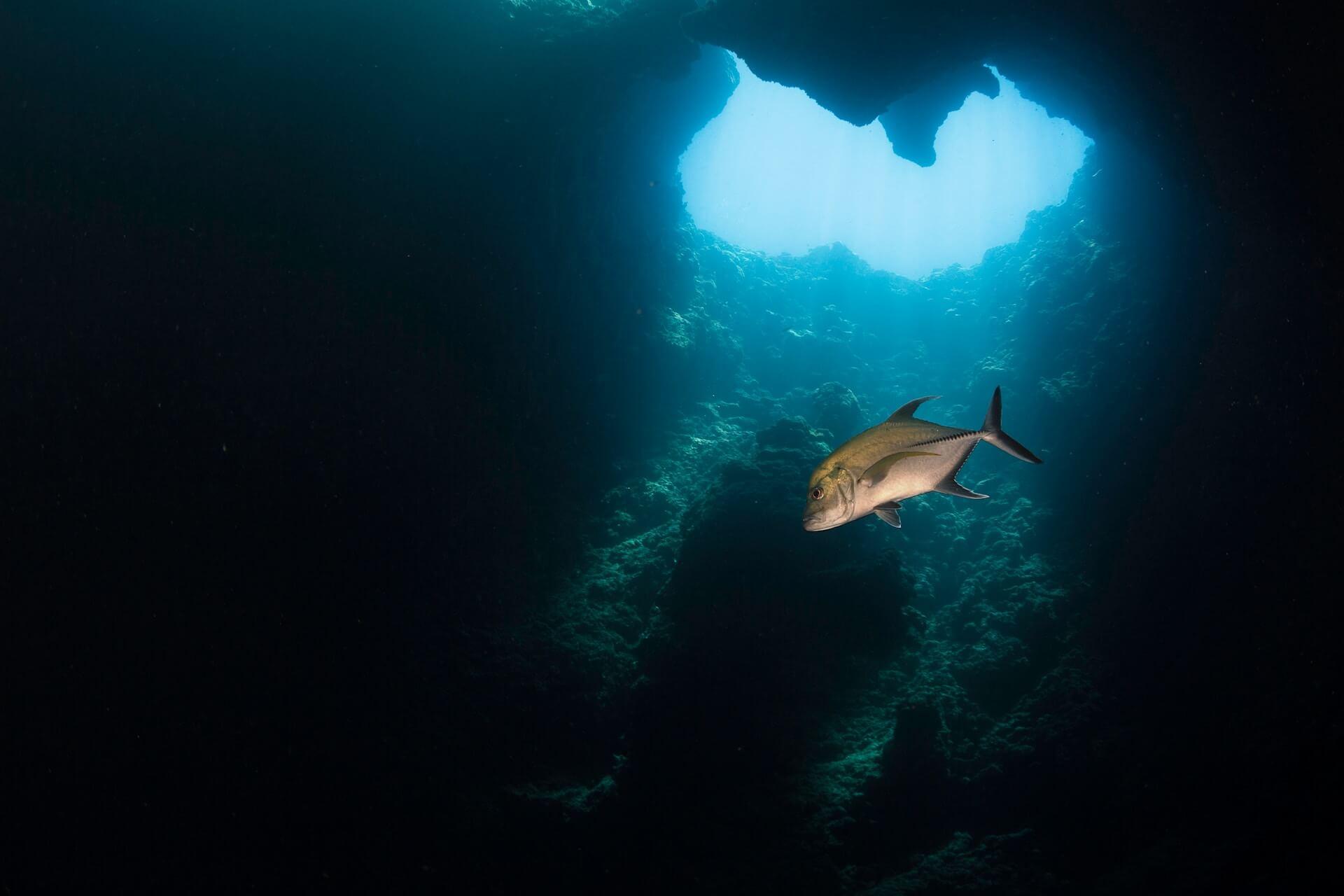 View of a jackfish and the top of a Blue Hole