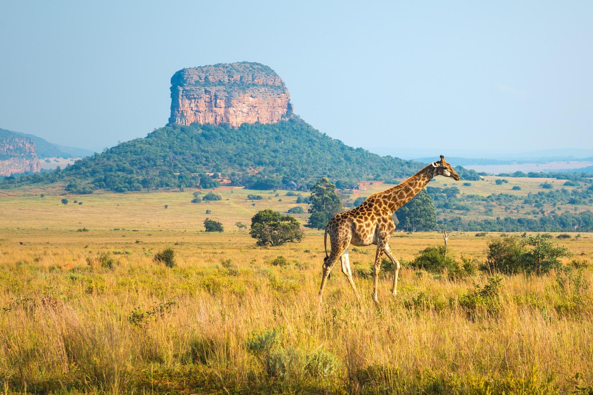 Wildlife in Kruger with nice weather and blue sky