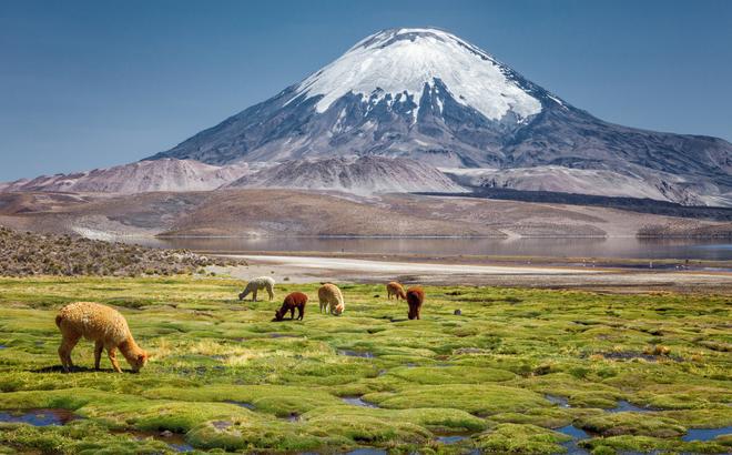 Apacas grazing in beautiful clear weather under a volcano near Arica, Chile.