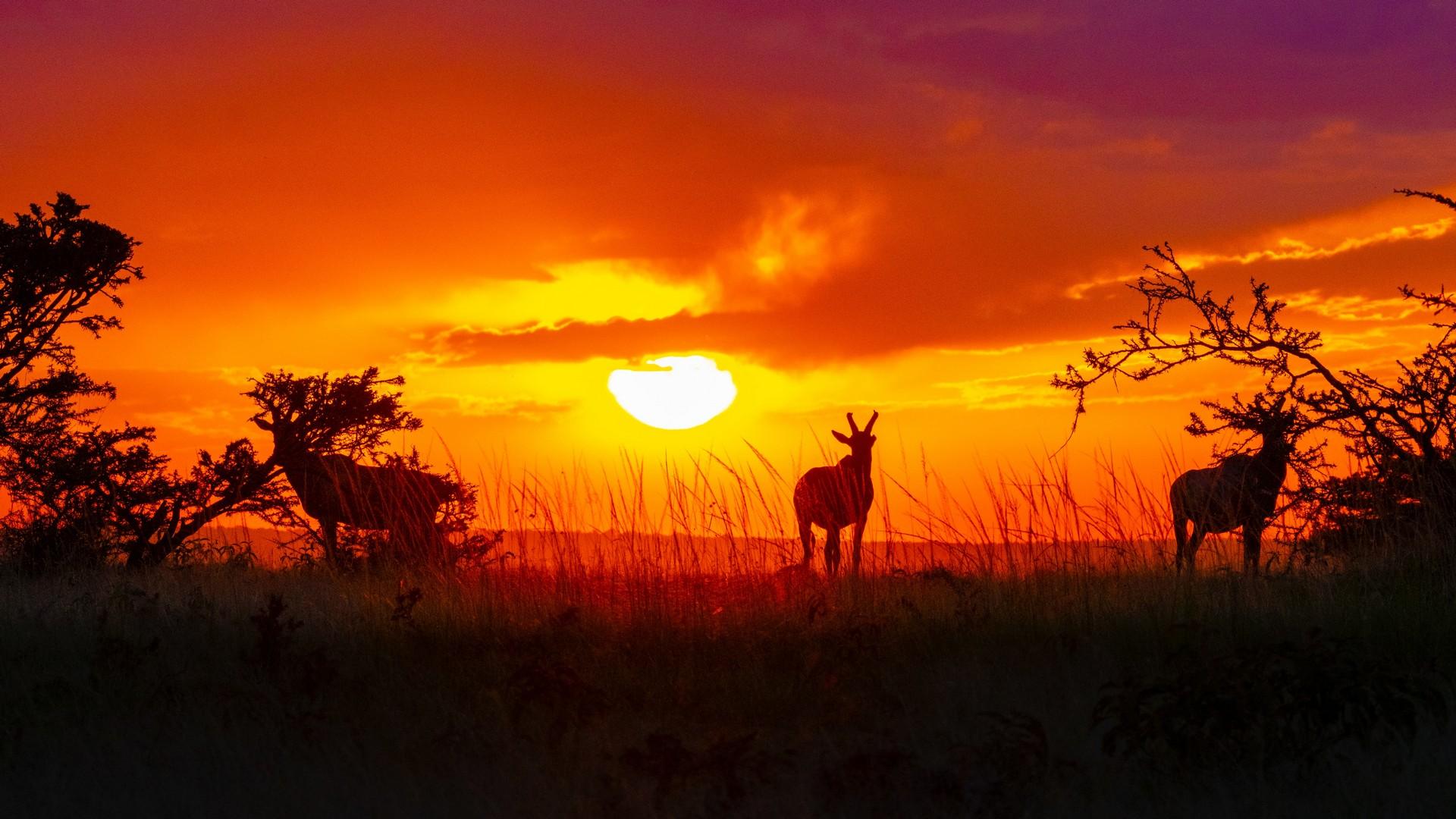 Kenya: the shadow of antelopes at sunset