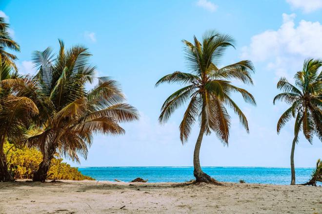 A tropical beach covered with palm trees and surrounded by the sea in Ambergris Caye, Belize