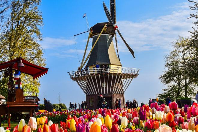View of a windmill in the middle of a tulip field in Keukenhof flower park