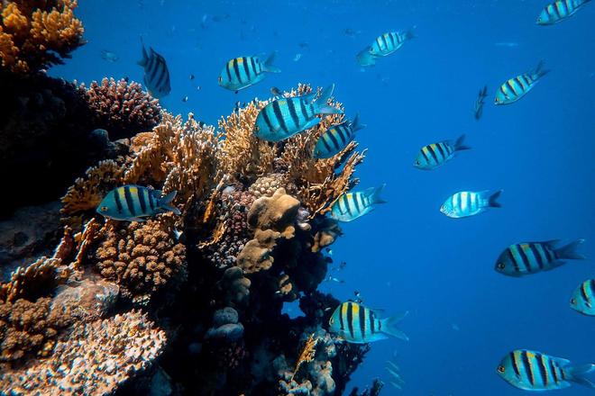 View of corals and tropical fish in the sea