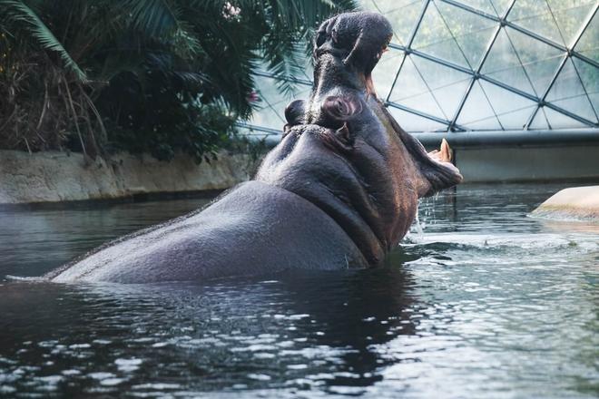 A hippo in a Berlin ZOO