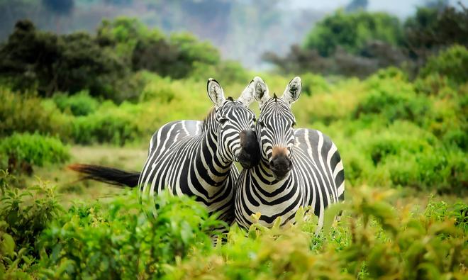 Kenya: a pair of zebras 
