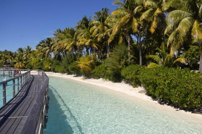 Palm trees and greenery on an island with a wooden bridge above the sea