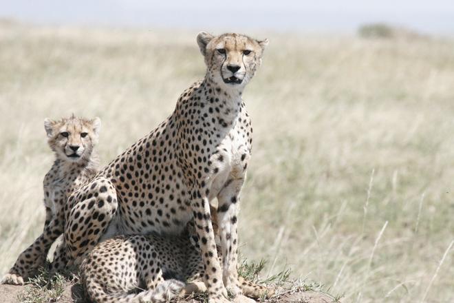 Kenya: cheetah mother with two cubs