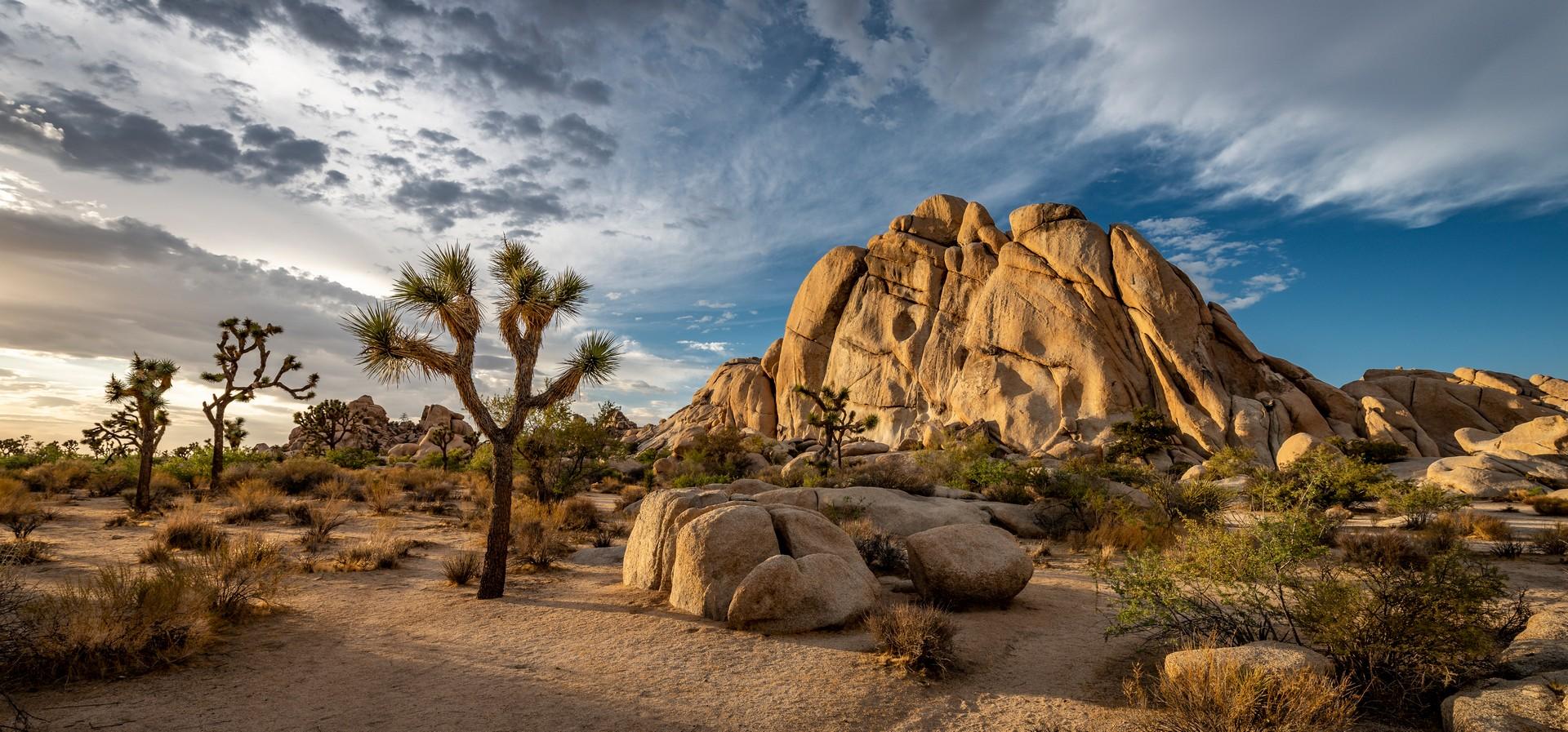 Joshua Tree National Park on a cloudy day