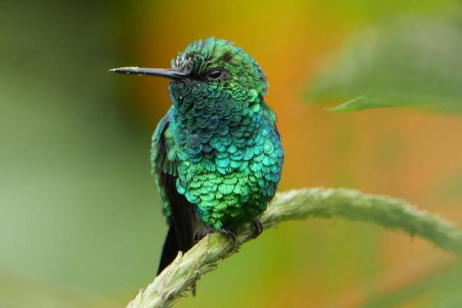 A green hummingbird sitting on a branch