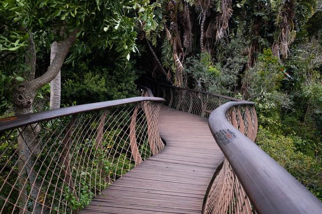 View of a wooden bridge in Kirstenbosch Botanical Garden