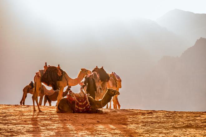 Camels in the desert in Jordan.