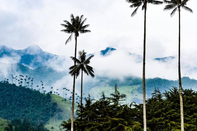 View of mountains covered in clouds and palms in Salento, Colombia