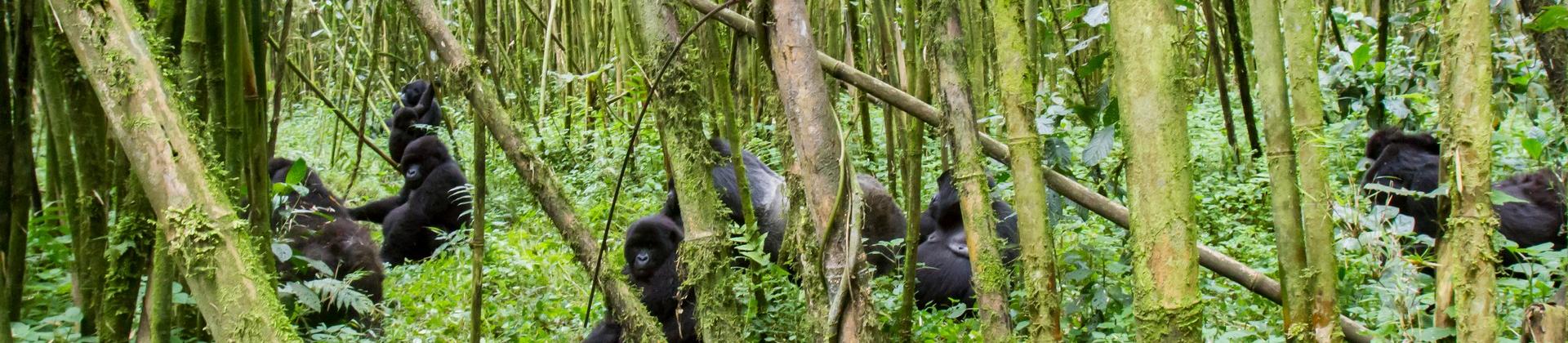Wildlife in Parc National des Volcans