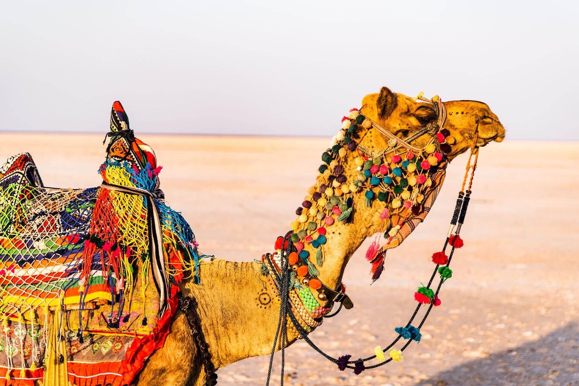 A camel adorned with colorful accessories