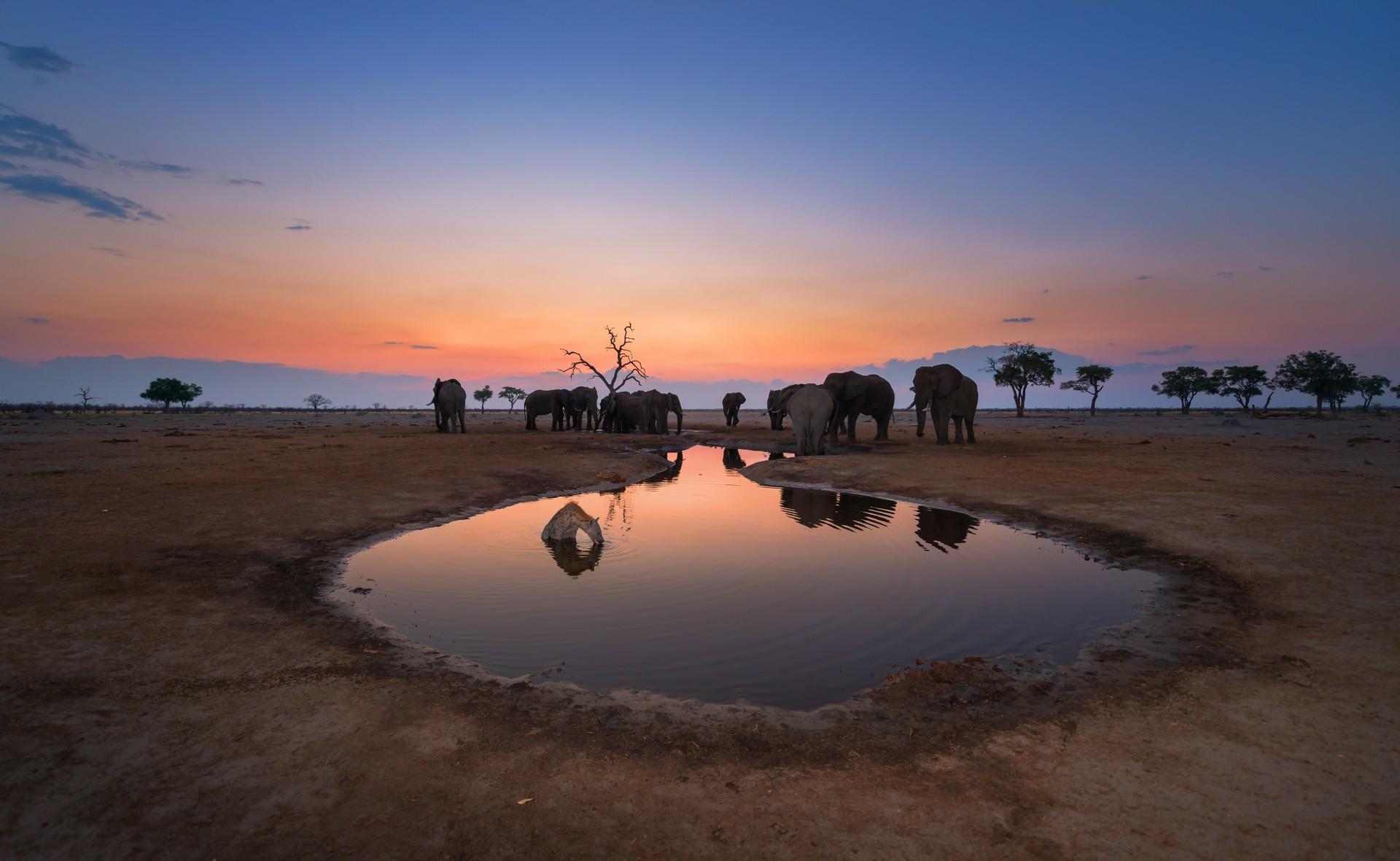 Wildlife in Chobe at sunset time