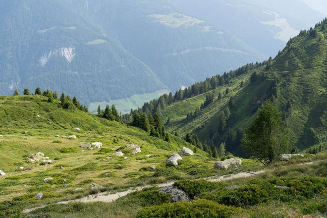Green meadows and forests in Swiss Aletsch arena