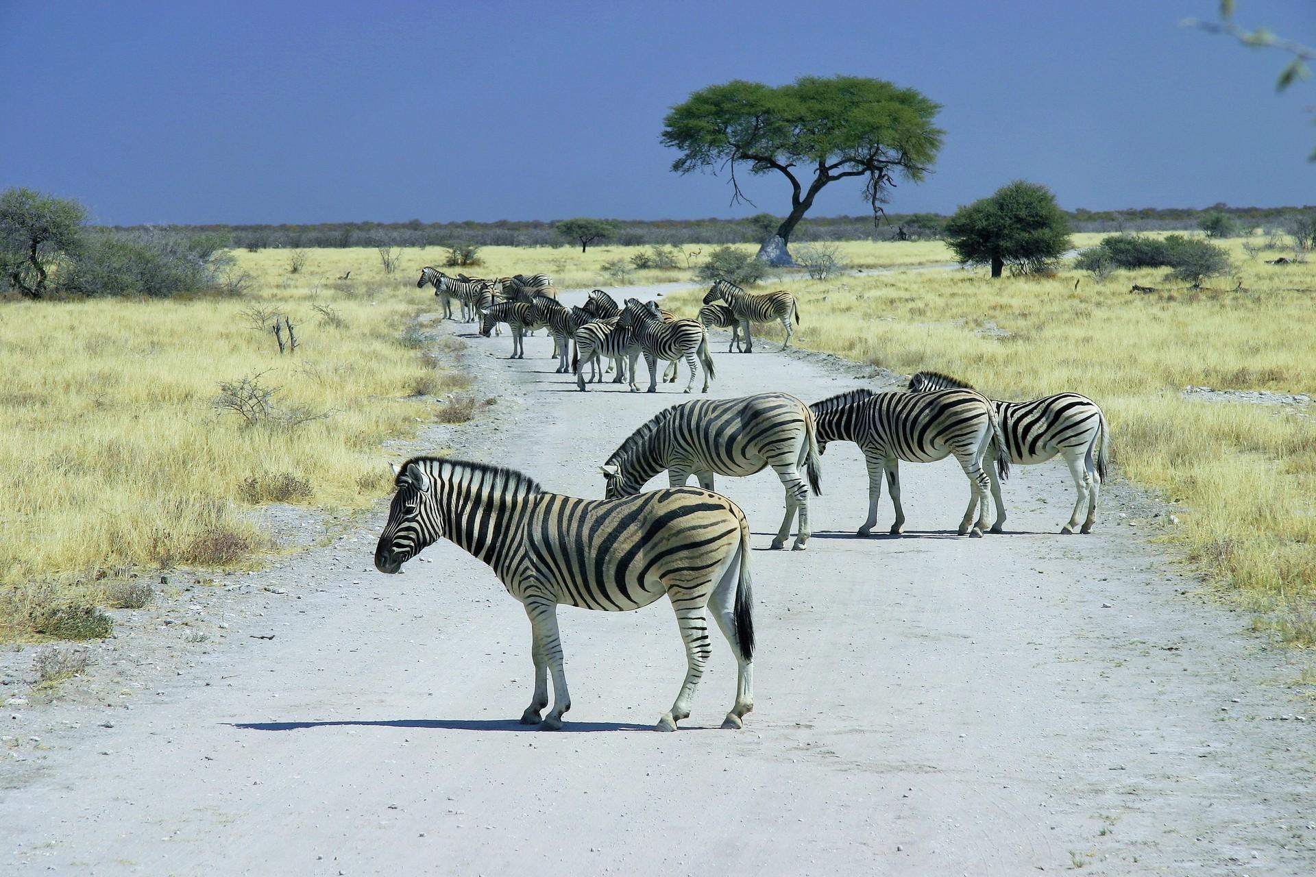 Wildlife in Etosha with nice weather and blue sky