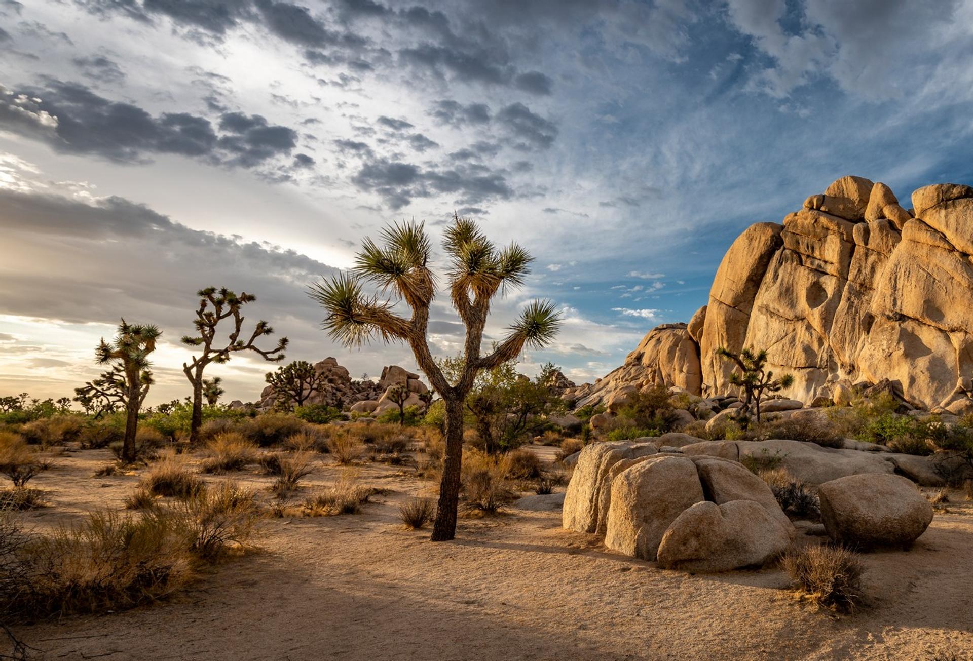 Joshua Tree National Park on a cloudy day