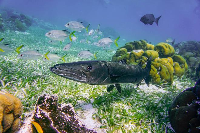 View of barracuda and other fishes in Caye Caulker, Belize