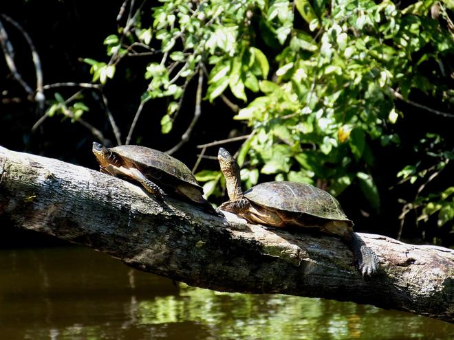 Turtles on a branch in Costa Rica.