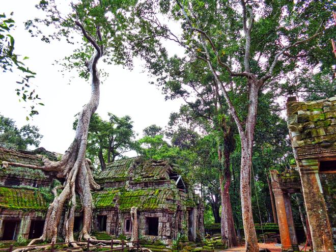 Cambodia, Angkor Wat: temples lost in the jungle.
