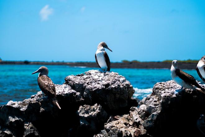 Birds sitting on rocky formations in Galapagos