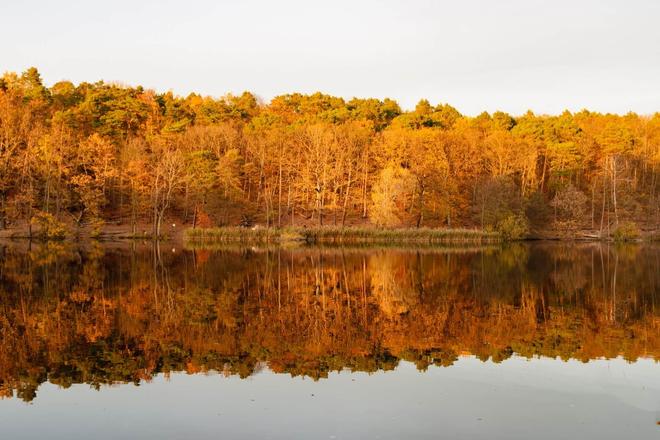 View of Schlachtensee surrounded by trees, Berlin