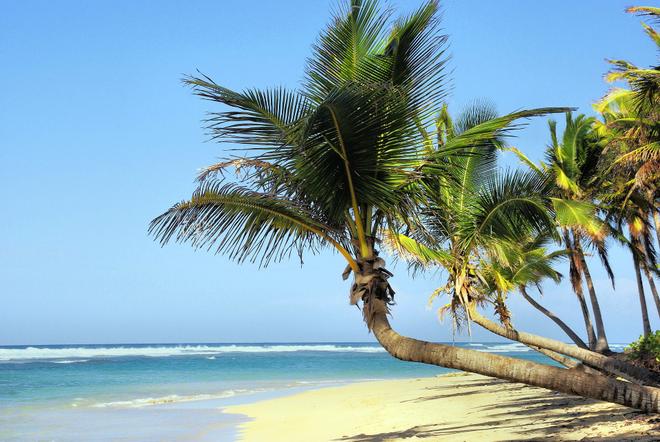 Clean beach in Cuba with big palm trees and azure sea.