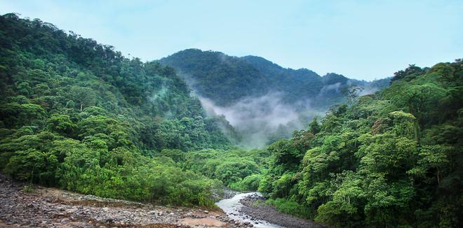 Foggy jungle in Costa Rica.