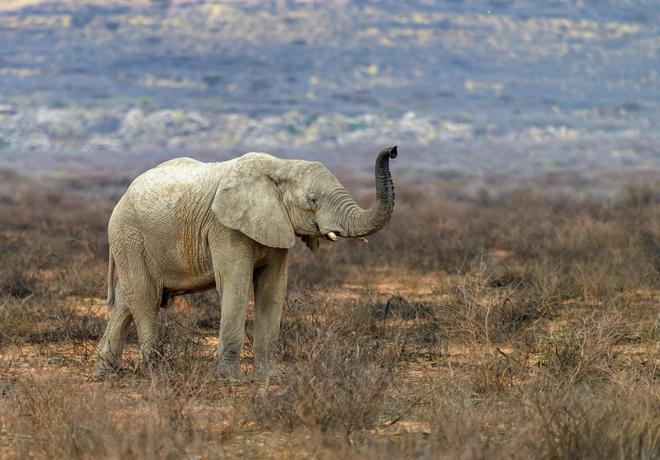 An elephant in Namibia.