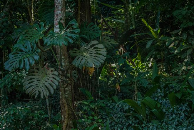 Forest of Tijuca National Park in Rio de Janeiro.