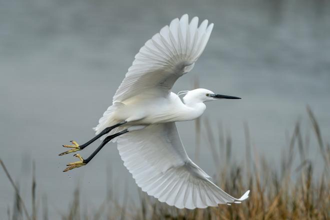 View of a flying Little Egret