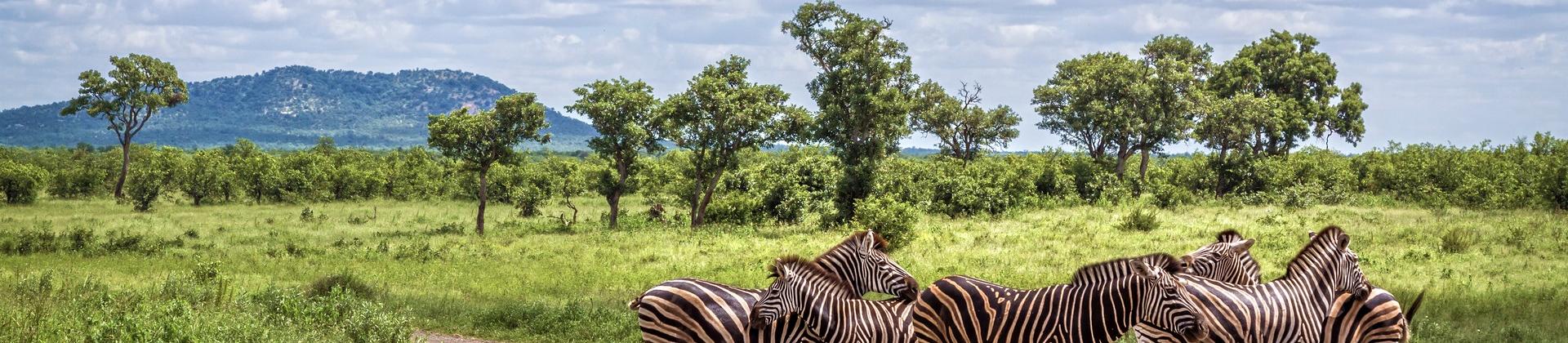 Wildlife in Kruger on a cloudy day