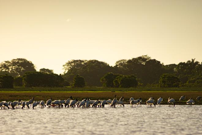 Birds on a lake in Costa Rica.