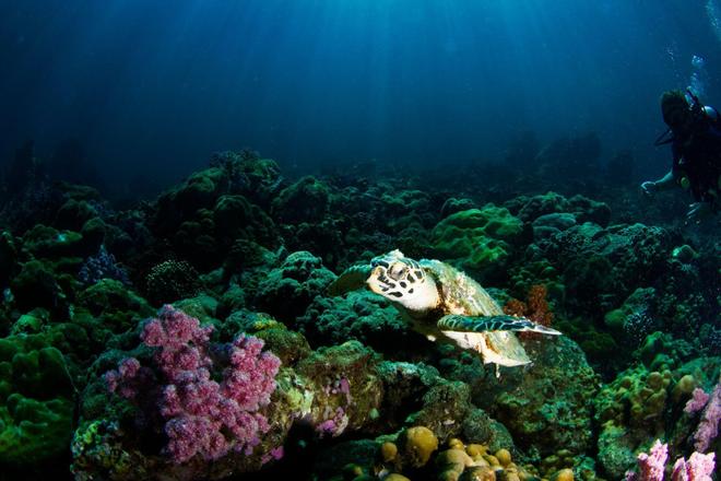 View of the coral reefs and a turtle