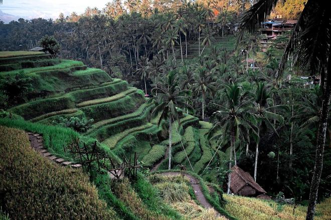 Rice fields in Ubud, Bali