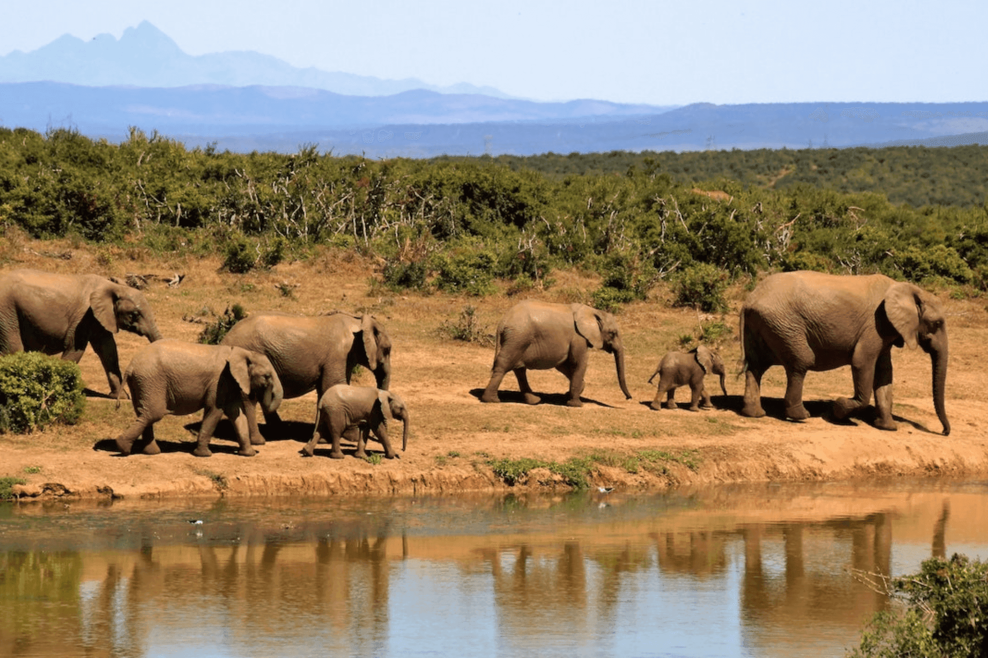 View of walking elephants in South Africa